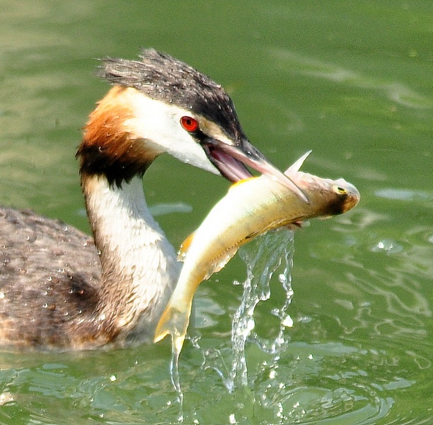 Podiceps cristatus con  Perca fluviatilis